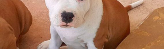 Come Scegliere Un Cucciolo Amstaff